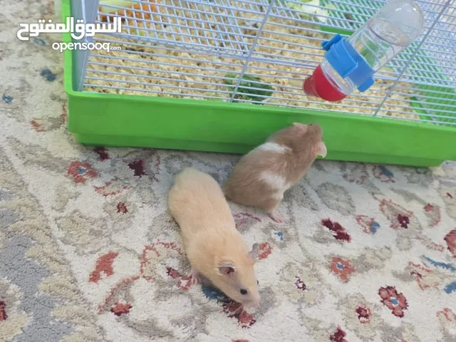 هامستر للبيع ذكر وانثى