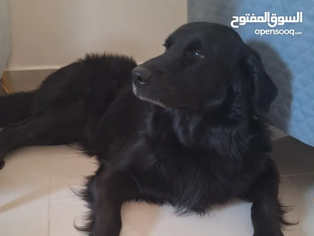 للبيع for sale
