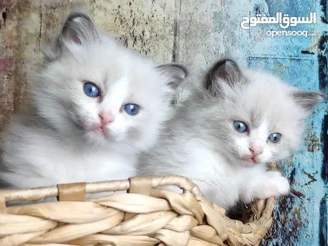 purebred ragdoll kitten looking for a new home