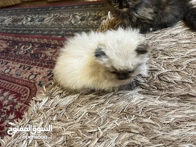 متاح العدد 7 بسس هملايا مكس شنشيلا بوكلن دراي فوت أو لتر بكس اكل بيت موجودات اب طبربور عمان 0799085