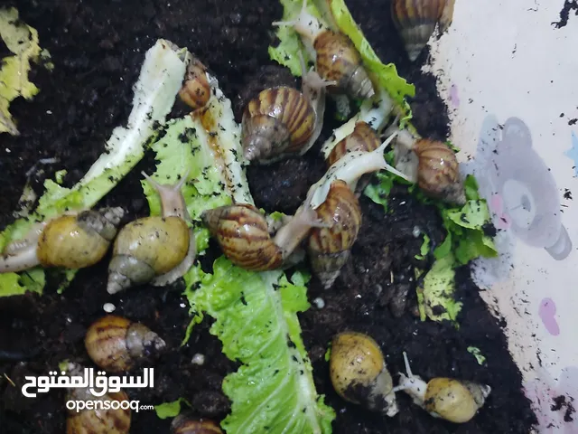 حلزونات أفريقي