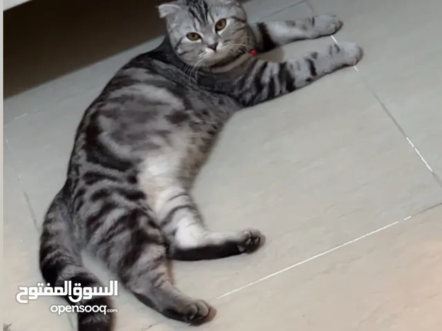 قطة سكوتش مع عيالها