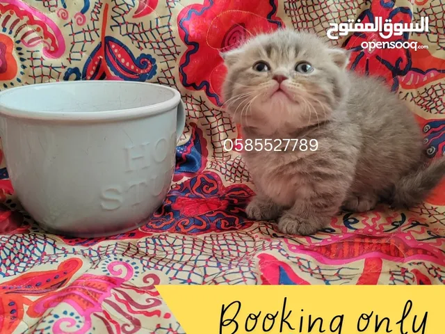 Munchkin kittens available by European breeder in Dubai