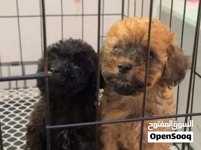 Adorable Toy Poodle Puppies Available
