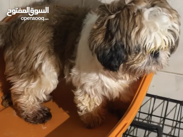 جروه شتزو انثي