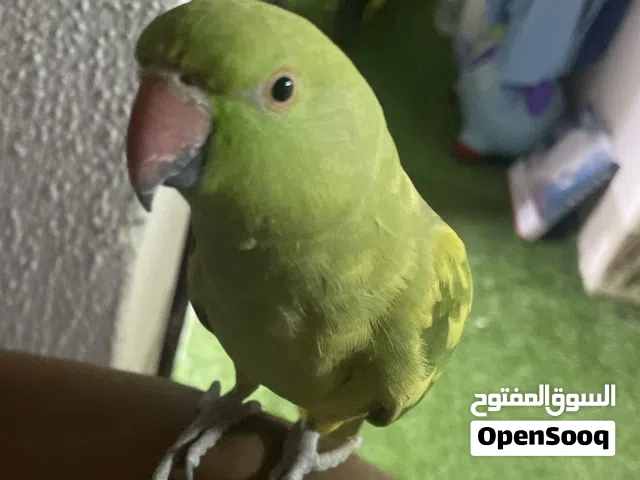 دره هجين هولندي نادر يتكلم كلام خفيف يغرد و يصفر