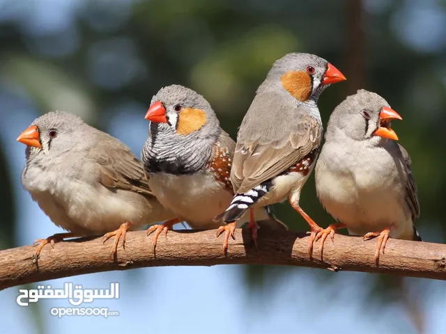 مطلوب عصافير جنة / زيبرا تبني بسعر طري وبحالة جيدة والله يسعد الجميع