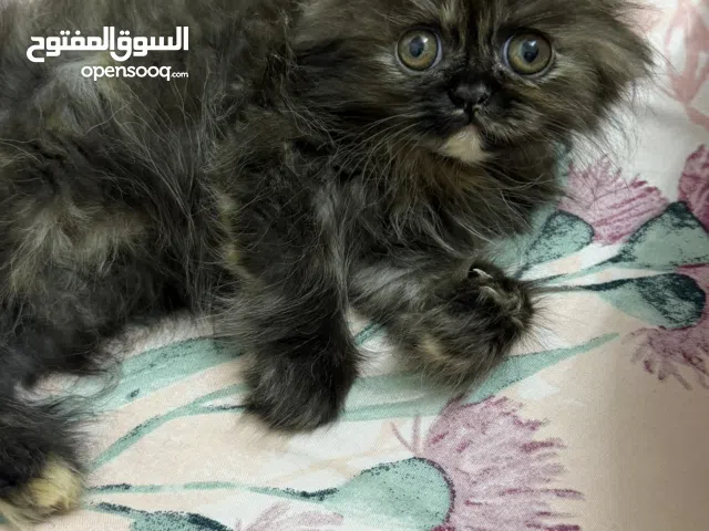 قطه انثى للبيع باقي تفاصيل تحت