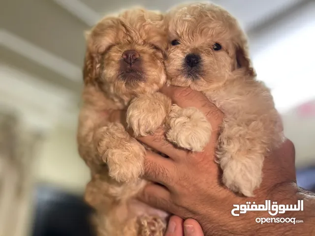 Maltipo puppies and Yorkshair Puppies Ready for new home to add more love and more fun to the famil