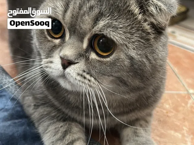 قطوة للبيع