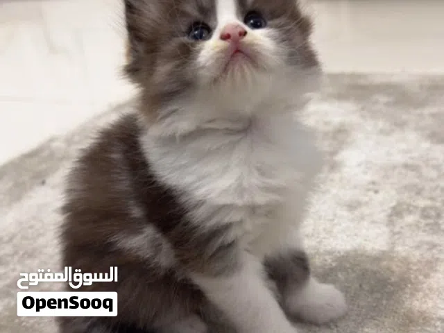 إستمارة بيع ( الوصف مهم )
