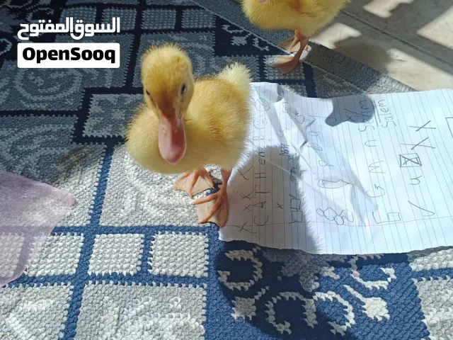 بط صغير للبيع