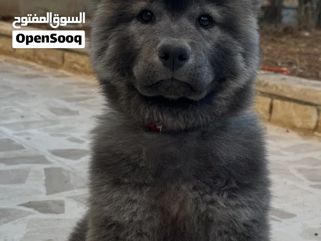 جرو شاو شاو ذكر عمره 3 اشهر
