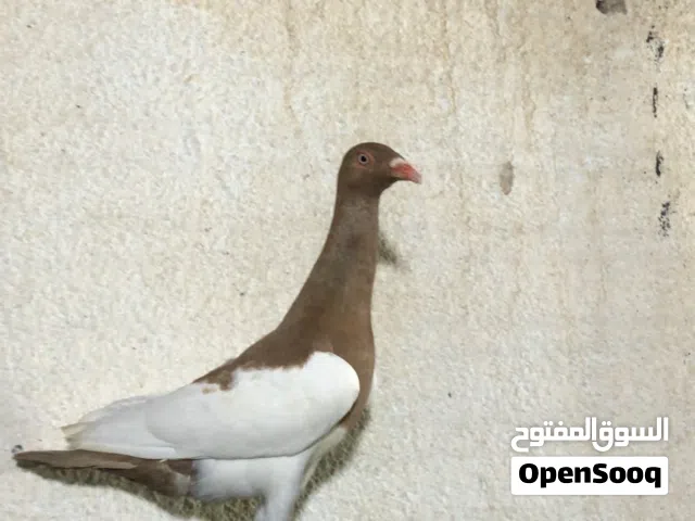 متاح فحلين مخلف جديد