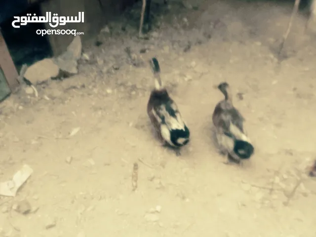 بط عدد 2 للبيع او البدل اربد بيت يافا