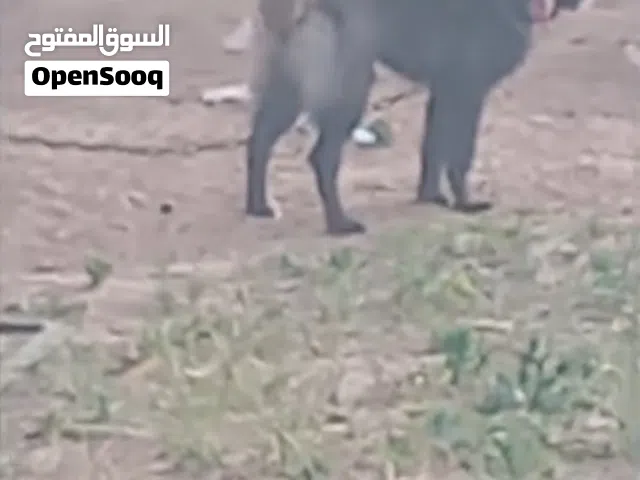 كلب مينوا للبيع في انتايا في ذكر العمر 7 ربي يبارك الي بيشتري يبو عنايه الكلاب بس وربي بارك سلاله