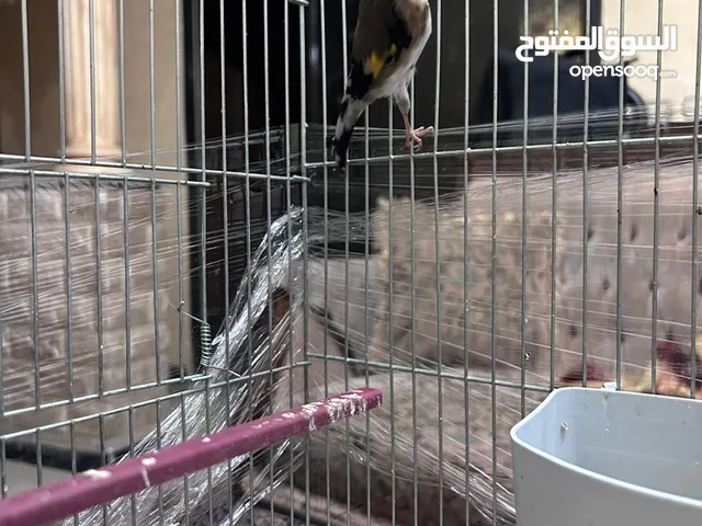 طير فحل حسون للبيع