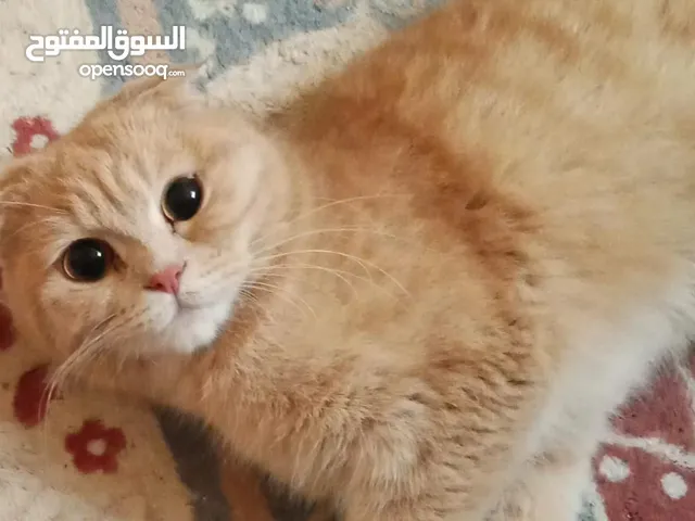 قطه واولادها