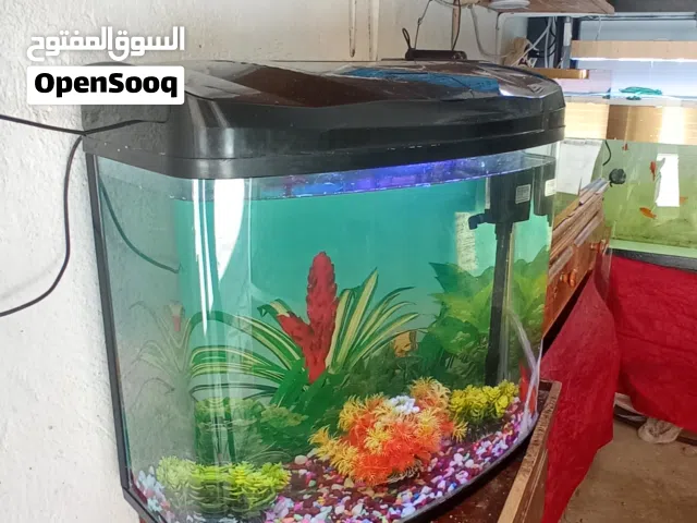 اكواريوم ديال برا جاج كريسطال ، ب 3 دالحوتات
