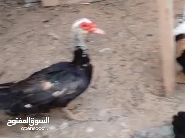 ديوك بط بلدي واناثي