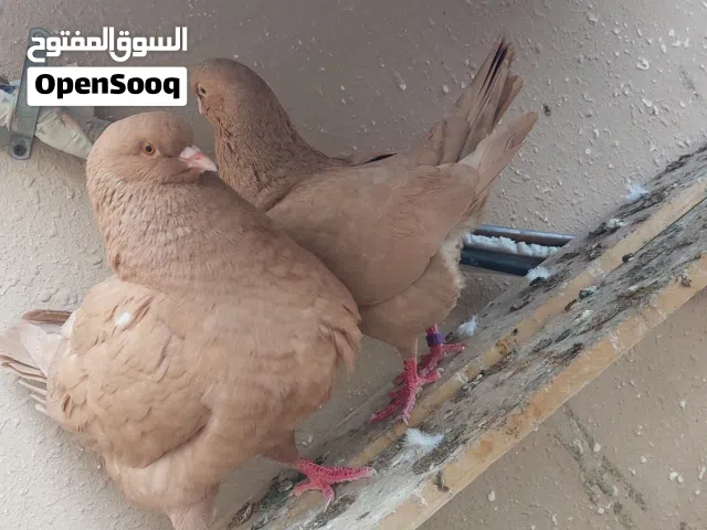 حمام كينج للبيع مع اولاده
