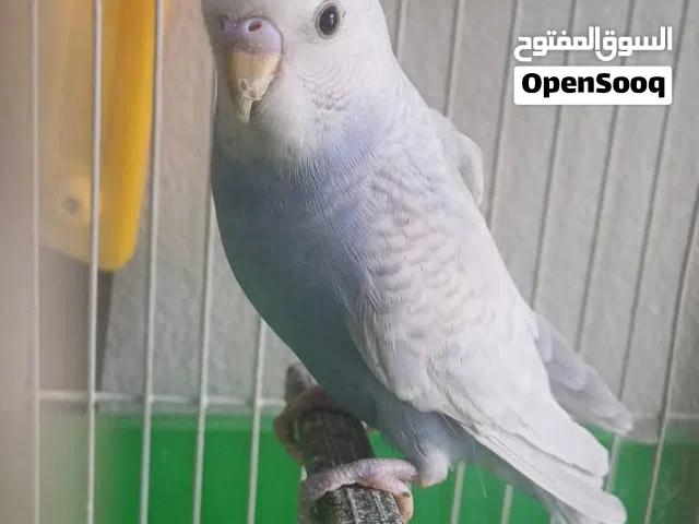 مطلوب انثى بقلينو للبيع