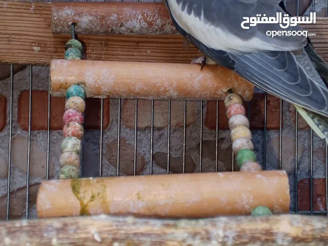 طائر كوكتيل للبيع