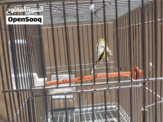 دكر كناري رازا اسبانيول خوصة 25 ايطالي