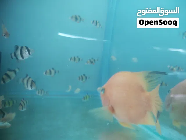 سمكه ببغاء حجم كبير ذكر