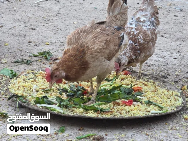 دجاج مطوك كريمي