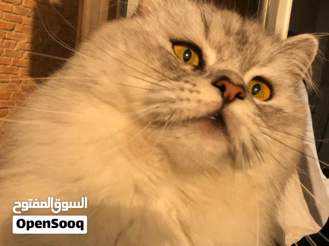 قط دكر للتبني