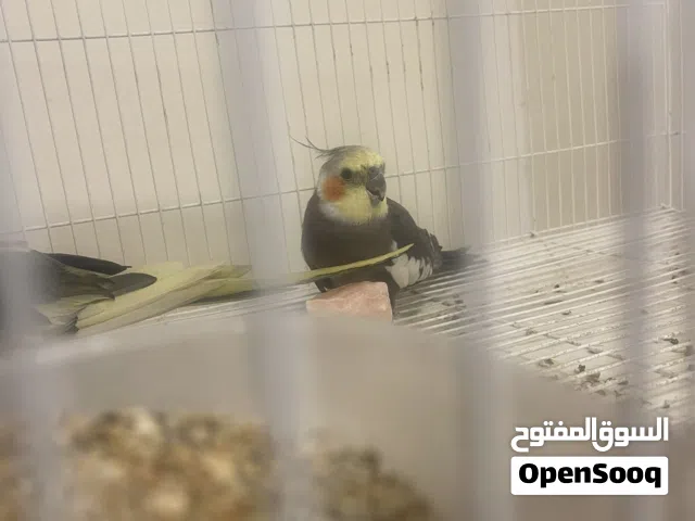 ذكر كوكتيل حبشي يغرد للبيع او للبدل  زوج بعطيك ذكر مع انثى يعني زوج جاهز ومنتج