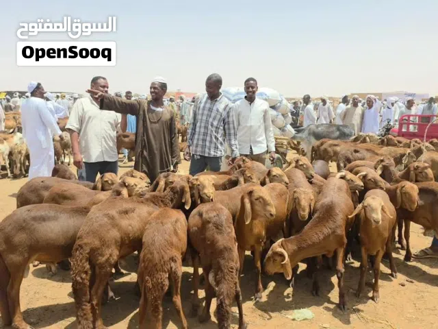 قصاب تحت الطلب السالميه