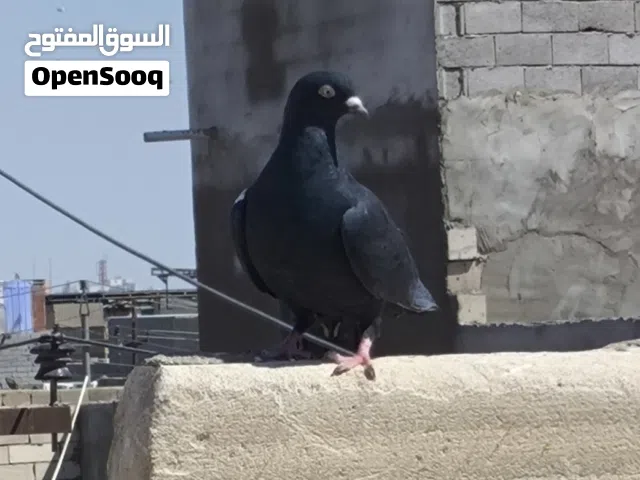 حمام طيور للبيع ب3 اذا شلع وب4 اذا تك