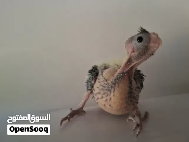 5 فراخ كوكتيل حبشي لزق ( لا يوجد توصيل )