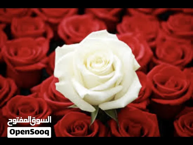 بيت للبيع في الجزيرة باب الهوى اول شارع قريب السوق اقرأ الوصف