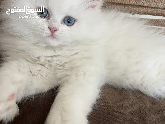 متاح للبيع