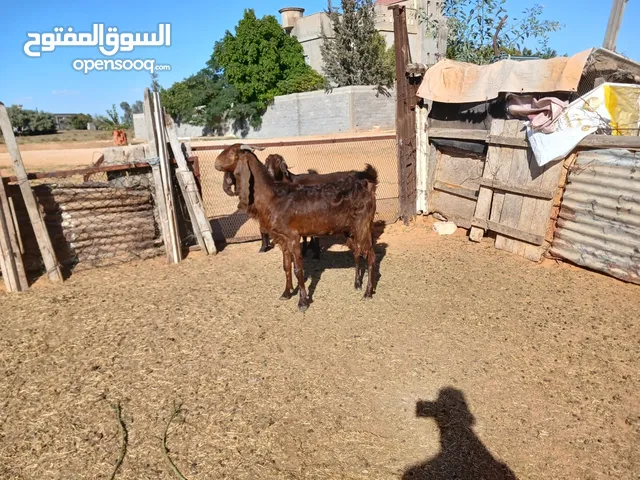 معزها 3 عشرها للبيع صغار في سن