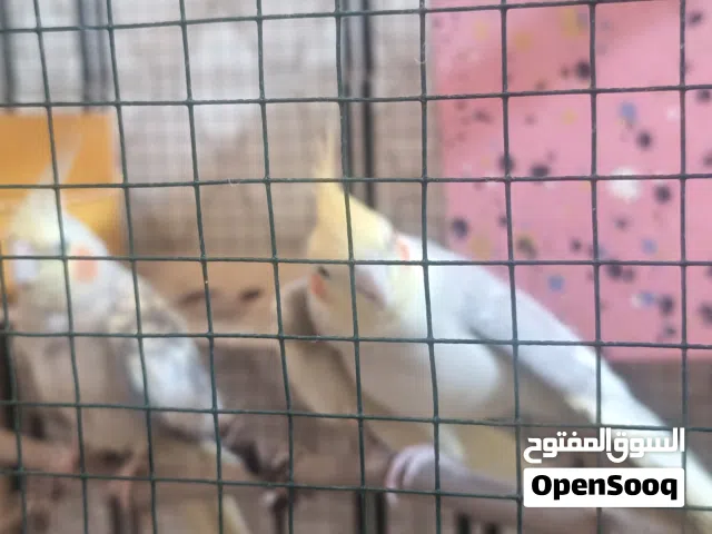 زوج كوكتيل مشجر عراقي تبزيري على باب بياض وقبل اسبوع بعت افراخهن
