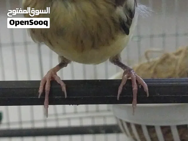 فرخ كناري ياكل بالشرنقه للبيع سعر ساوم
