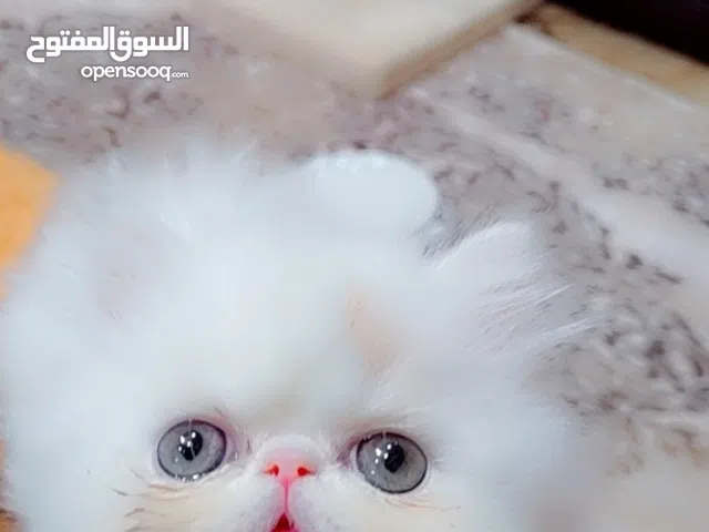 ولد بيرشن فان ريد 55يوم مستوى عالي اب وام فانات متطعم ديدان وحشرات ملتزم باللتر بوكس