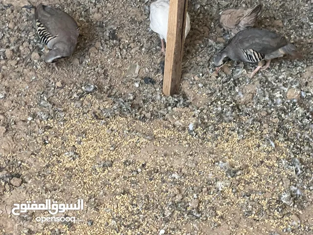 موجود حجل للبيع