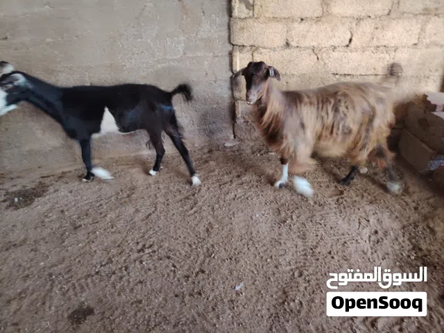 لبيع شاتين خاليات من كل العذاريب