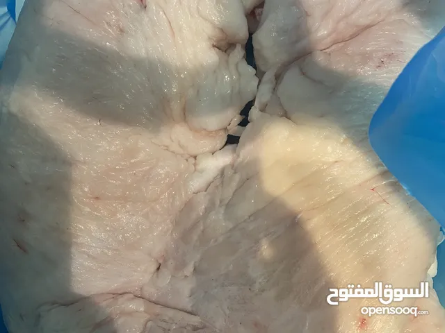 ليت خروف نعيمي