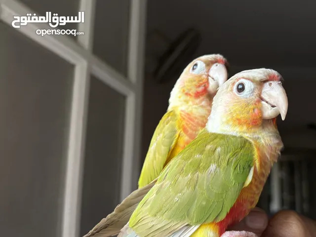 ببغاء كنيور باينابول - جرين شيك - كويكر