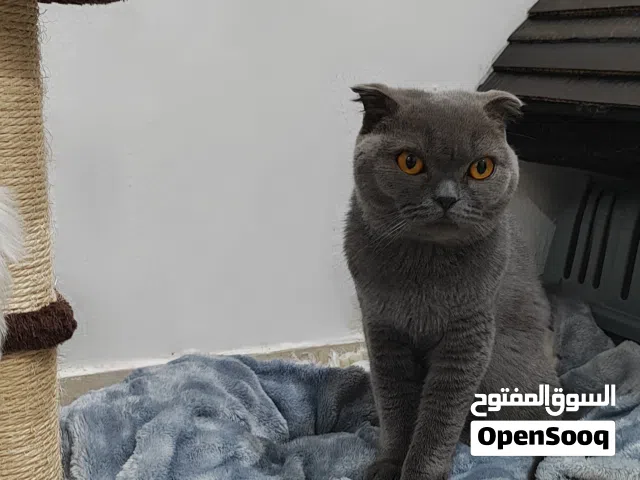 قطه سكوتش فولد انثي Scottish Fold female cat