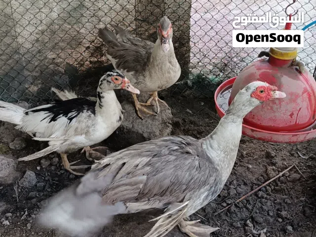 طقم بط مصري