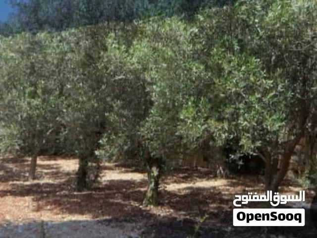 مزرعة في الكسوة دير علي مساحتها 30 دونم وفيها بيرين مي وهنكارين وبناية طابقين مكاتب وشجر زيتون