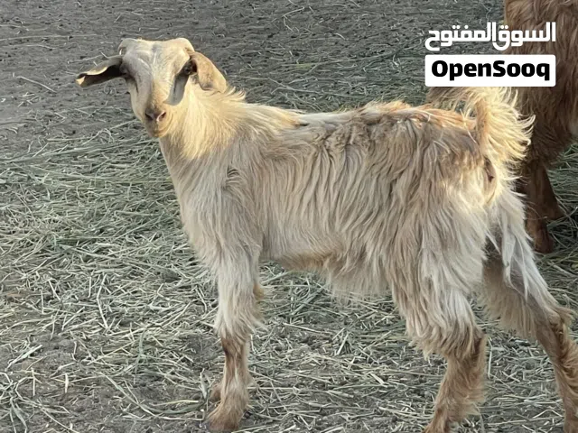 للبيع سخله