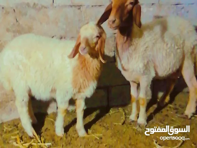 قرورة معاها عبور شكل